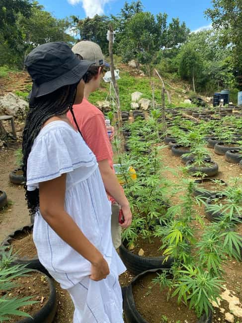 Montego Bay: Marijuana Farm and Bird Sanctuary Tour - Private transport from Montego Bay