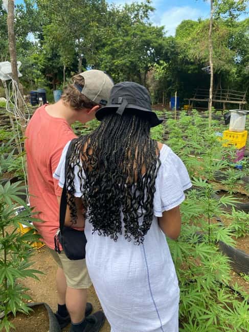 Montego Bay: Marijuana Farm and Bird Sanctuary Tour - Who will enjoy this Montego Bay outing