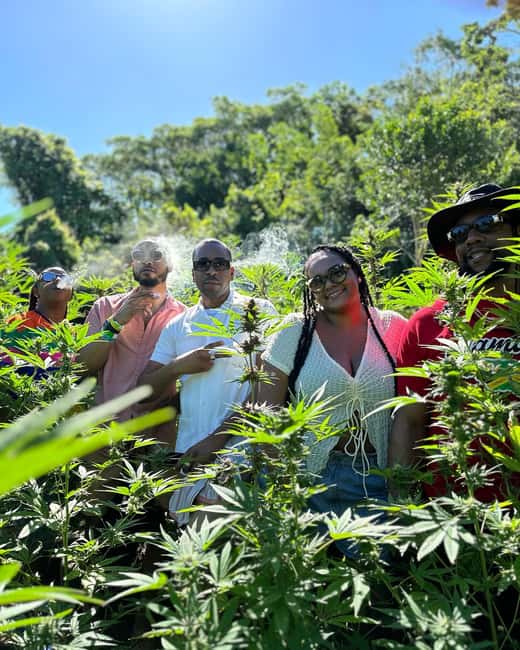 Montego Bay: Marijuana Farm Private Tour with Transportation - The ride from your hotel to the farm