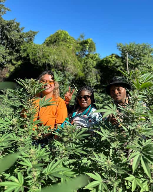Montego Bay: Marijuana Farm Private Tour with Transportation - Sampling flowers, extracts, and infused products