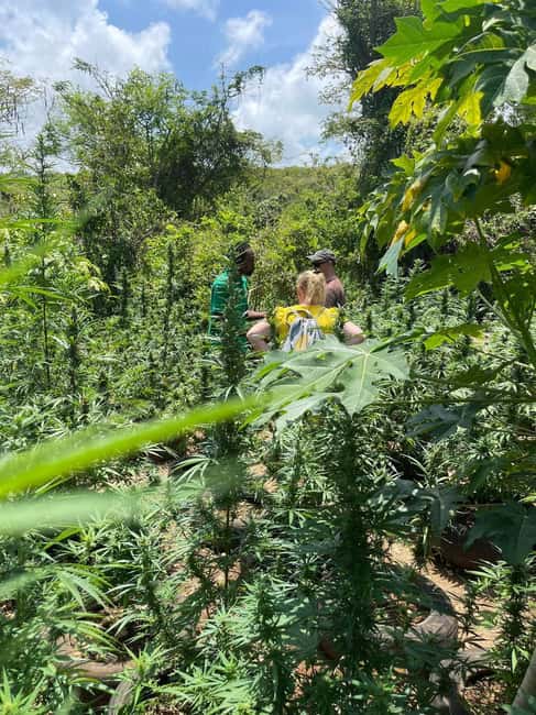 Montego Bay: Marijuana Farm Private Tour with Transportation - How the experience suits smokers and non-smokers