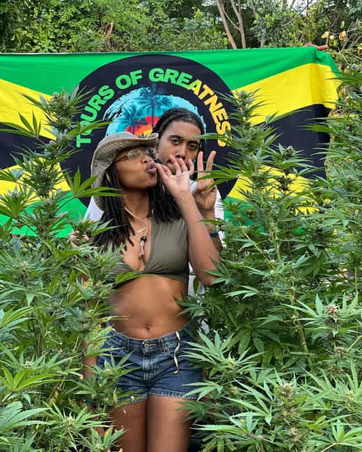 Montego Bay Marijuana Farm Tour - Key points at a glance