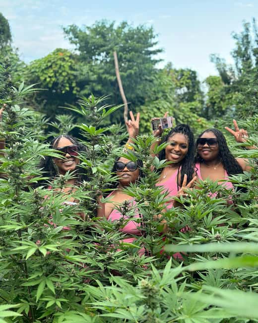 Montego Bay Marijuana Farm Tour - What the farming lesson covers