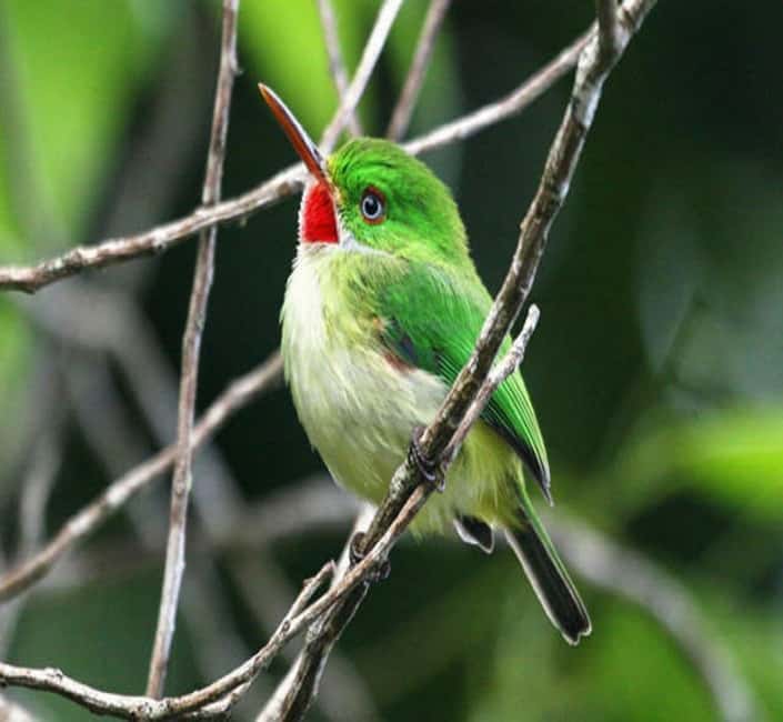 Montego Bay: Private Rocklands Bird Sanctuary Trip - A closer look at the four resident hummingbirds