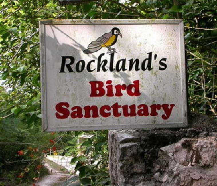 Montego Bay: Private Rocklands Bird Sanctuary Trip - The driver service and pickup details