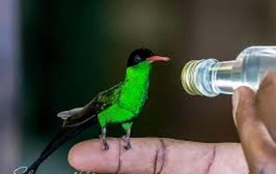 Montego Bay: Private Rocklands Bird Sanctuary Trip - Booking advice for Montego Bay visitors