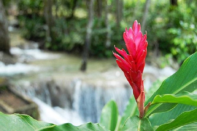 Montego Bay to Dunn's River Falls Half-Day Trip - How to make the day run better