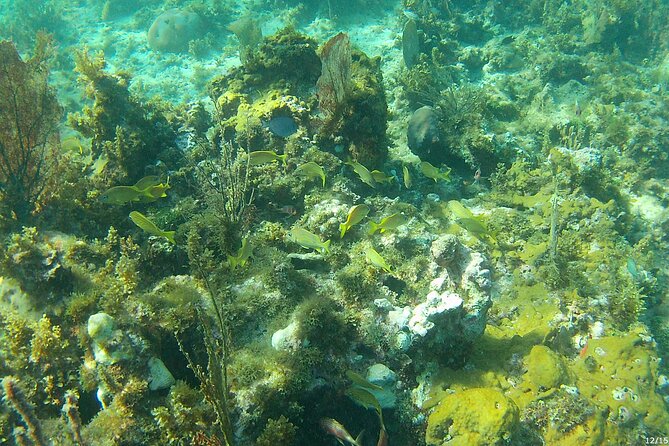 Negril Glass Bottom Boat Tour Snorkeling and Booby Cay - What the $65 price really covers