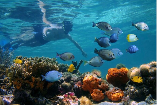 Negril Glass Bottom Boat Tour Snorkeling and Booby Cay - Med Reef, Anchor and Cannon Reef