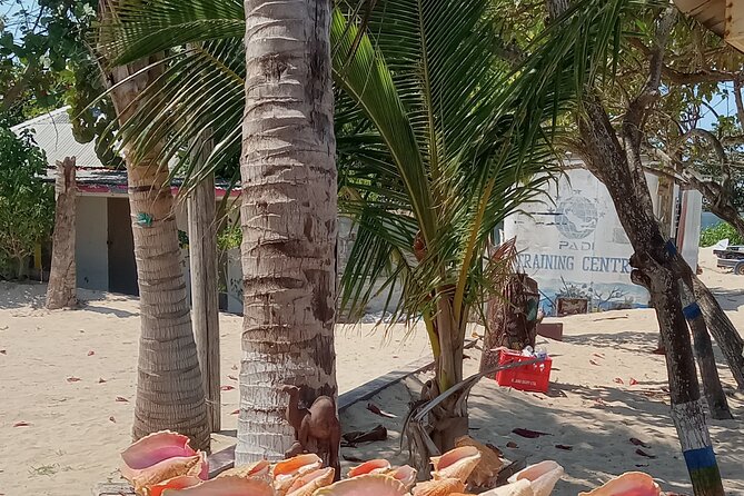 Ocho Rios Scenic Views, Culture and Adventure - Reaching Konoko Falls and Park