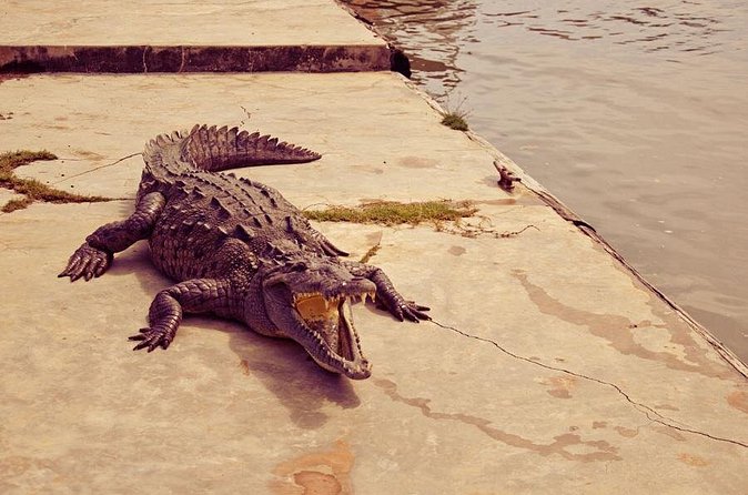 Private Black River Safari Tour from Montego Bay - Black River history beyond the wildlife