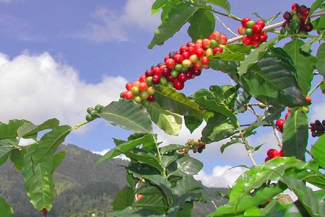 Private Blue Mountain tour from Ocho Rios - Leaving Ocho Rios for Jamaica’s high country