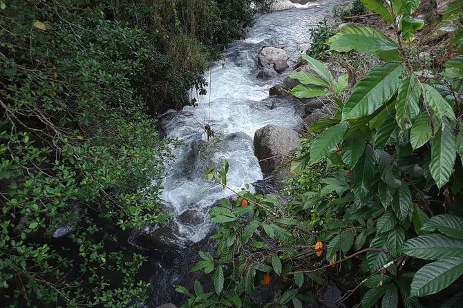 Private Blue Mountain tour from Ocho Rios - Meeting the coffee farmer at Marvyn’s Paradise Tours