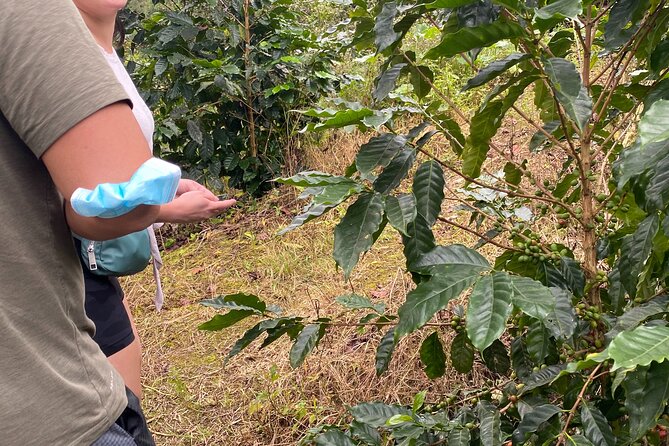 Private Blue Mountain tour from Ocho Rios - Tips for getting the best day