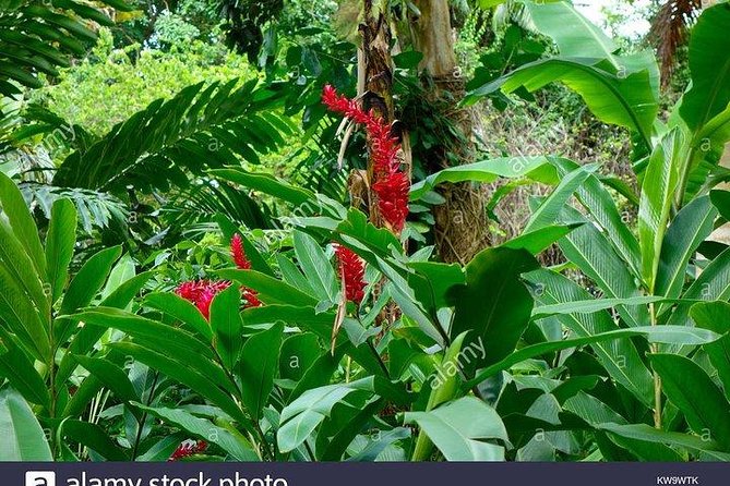 Private Combo Tour From Ocho Rios To Blue Hole & Konoko Falls - Blue Hole is the action stop