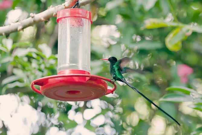 Private Rockland Bird Sanctuary Tour from Montego Bay - The hummingbird moment at Rockland