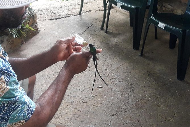 Private Rockland Bird Sanctuary Tour from Montego Bay - How much the $110 price buys you