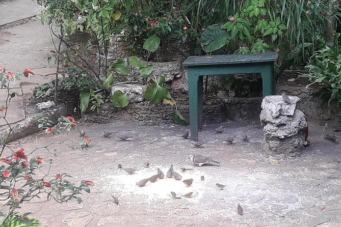 Private Rockland Bird Sanctuary Tour from Montego Bay - What guides add to the experience