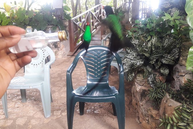 Private Rockland Bird Sanctuary Tour from Montego Bay - Practical tips for a smoother visit