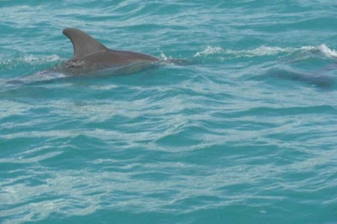 [PRIVATE] YS Falls, Black River, Pelican Bar - Entrance & Lunch - Why this private south-coast route works