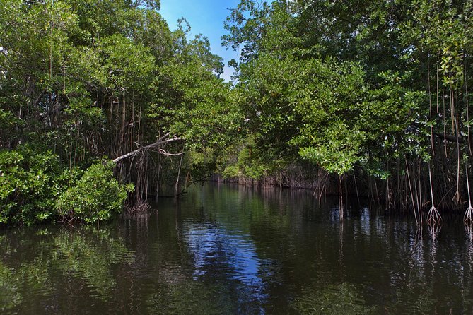 [PRIVATE] YS Falls, Black River, Pelican Bar - Entrance & Lunch - The value of a private guide
