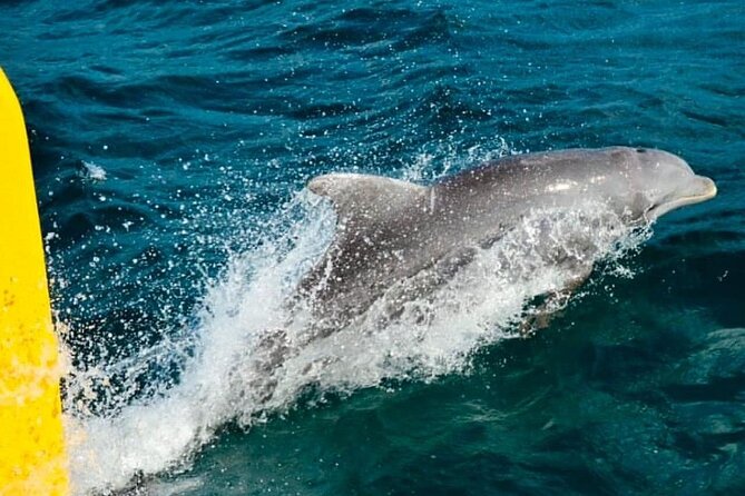 Ricks Cafe Cruise Snorkeling Open Bar DJ OCEAN EDEN BAY/CORAL - Sailing beside Seven Mile Beach