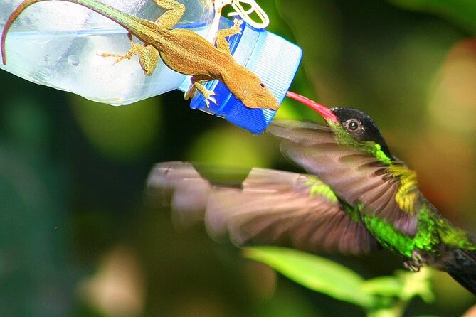 Rockland Bird Sanctuary plus Montego Bay Highlights & Shopping Private Tour - Why Rocklands feels different from a standard bird stop