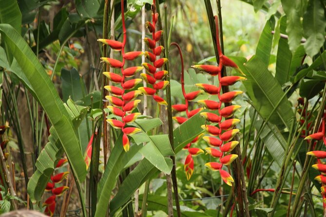 Rockland Bird Sanctuary plus Montego Bay Highlights & Shopping Private Tour - Practical details that affect your visit