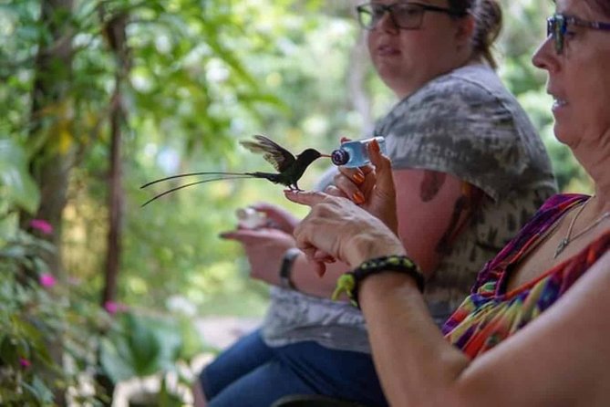 Rockland Bird Sanctuary plus Montego Bay Highlights & Shopping Private Tour - What the private vehicle adds to the day