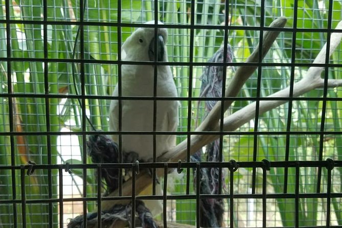 Rockland Bird Sanctuary Private Tour - Getting there from Montego Bay