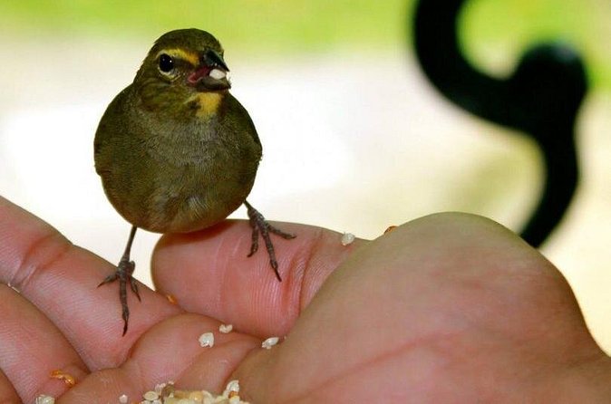 Rockland Bird Sanctuary Tour [Transportation] Hotel Pick-Up - A practical look at the drawbacks