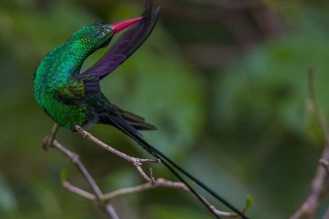 Rocklands Bird Sanctuary and Montego Bay Highlights - Rocklands turns a bird visit into a personal encounter