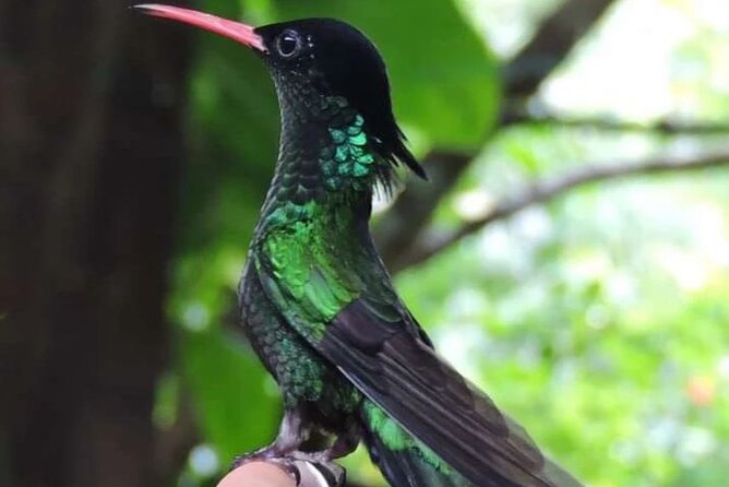 Rocklands Bird Sanctuary and Montego Bay Highlights - What happens during the 90 minutes at Rocklands