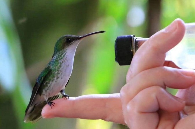 Rocklands Bird Sanctuary and Montego Bay Highlights - Lamar and the driver can shape the day