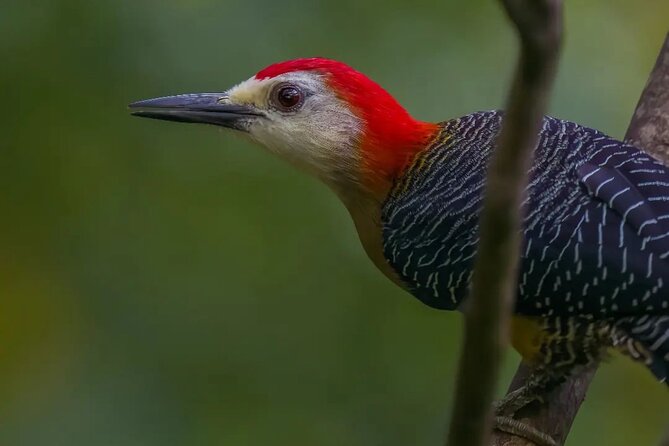 Rocklands Bird Sanctuary and Montego Bay Highlights - Practical details that matter