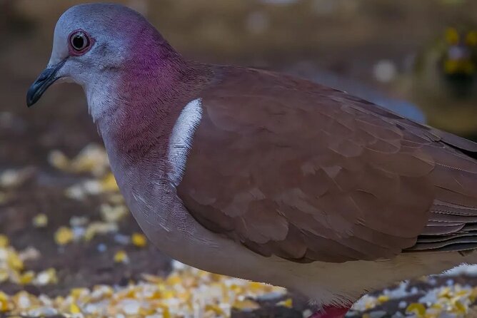 Rocklands Bird Sanctuary and Montego Bay Highlights - How to make the most of a short visit