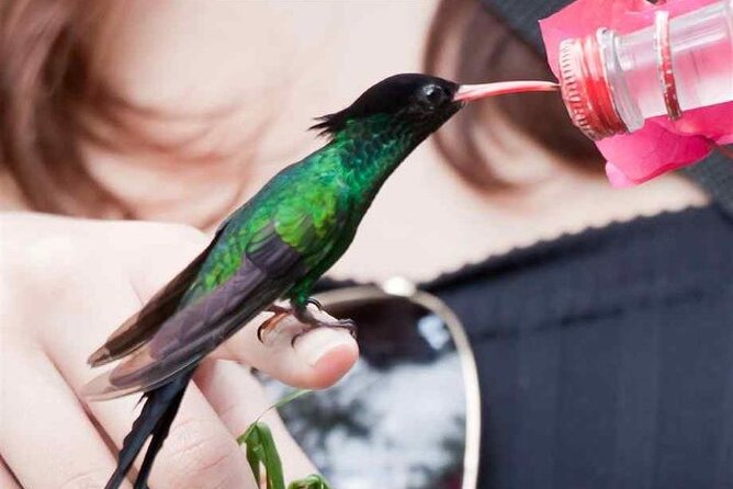 Rocklands Bird Sanctuary and Montego Bay Highlights Tour from Falmouth - What the $145 price covers