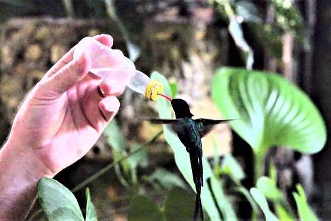 Rocklands Bird Sanctuary and Montego Bay Highlights Tour from Falmouth - St James Parish Church and Georgian design