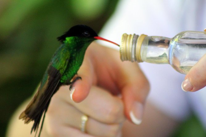 Rocklands Bird Sanctuary & City Highlights plus Shopping from Montego Bay - St James Parish Church and Georgian details