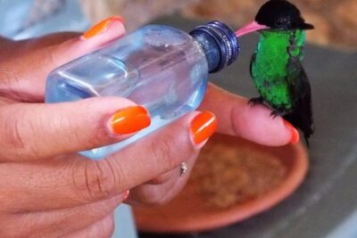 Rocklands Bird Sanctuary & City Highlights plus Shopping from Montego Bay