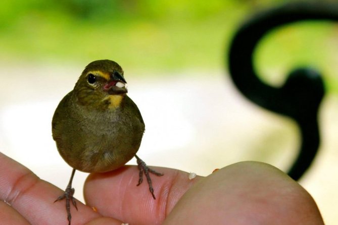 Rocklands Bird Sanctuary & City Highlights plus Shopping from Montego Bay - Richmond Hill and the changing Great House story