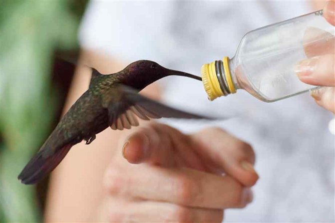 Rocklands Bird Sanctuary & City Highlights plus Shopping from Montego Bay - How the day fits together