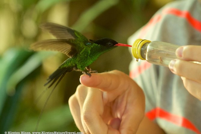 Rocklands Bird Sanctuary & City Highlights plus Shopping from Montego Bay - Is the $135 price fair?