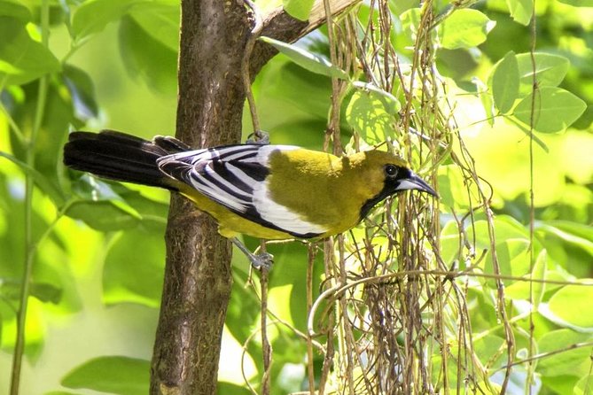 Rocklands Bird Sanctuary & City Highlights plus Shopping from Montego Bay - What the strong and weak points tell you