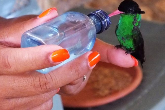 Rocklands Bird Sanctuary & City Highlights plus Shopping from Montego Bay - The Hip Strip and Montego Bay shopping