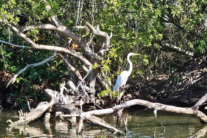 Scenic & Historical Nature Boat Safari Up the Negril River - The crew makes the difference