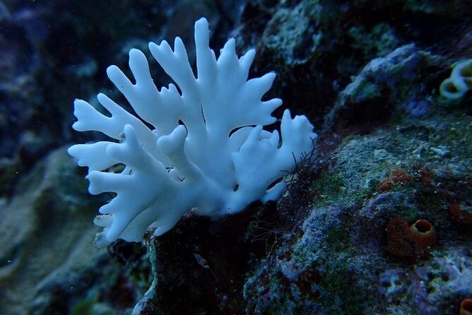 Scuba Diving and shopping on the Hipstrip. - A short Montego Bay outing with two distinct parts