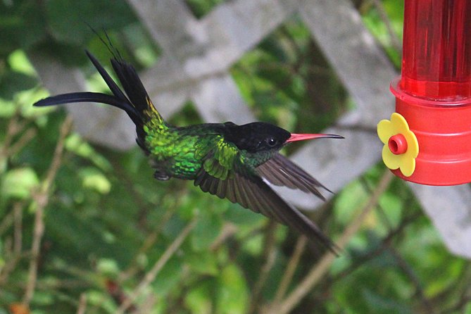 Skip the Line: Ahhh Ras Natango Gallery and Garden Admission Tickets - Key Points at a Glance