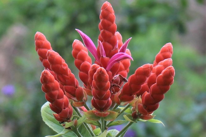 Skip the Line: Ahhh Ras Natango Gallery and Garden Admission Tickets - What Makes the Experience Feel Authentic
