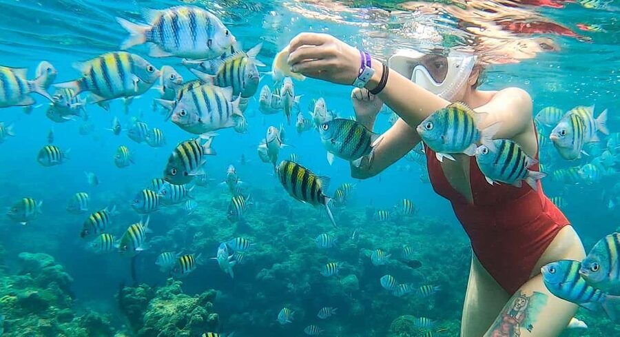 Snorkeling in Montego Bay with Transportation - Thirty minutes among coral and tropical fish